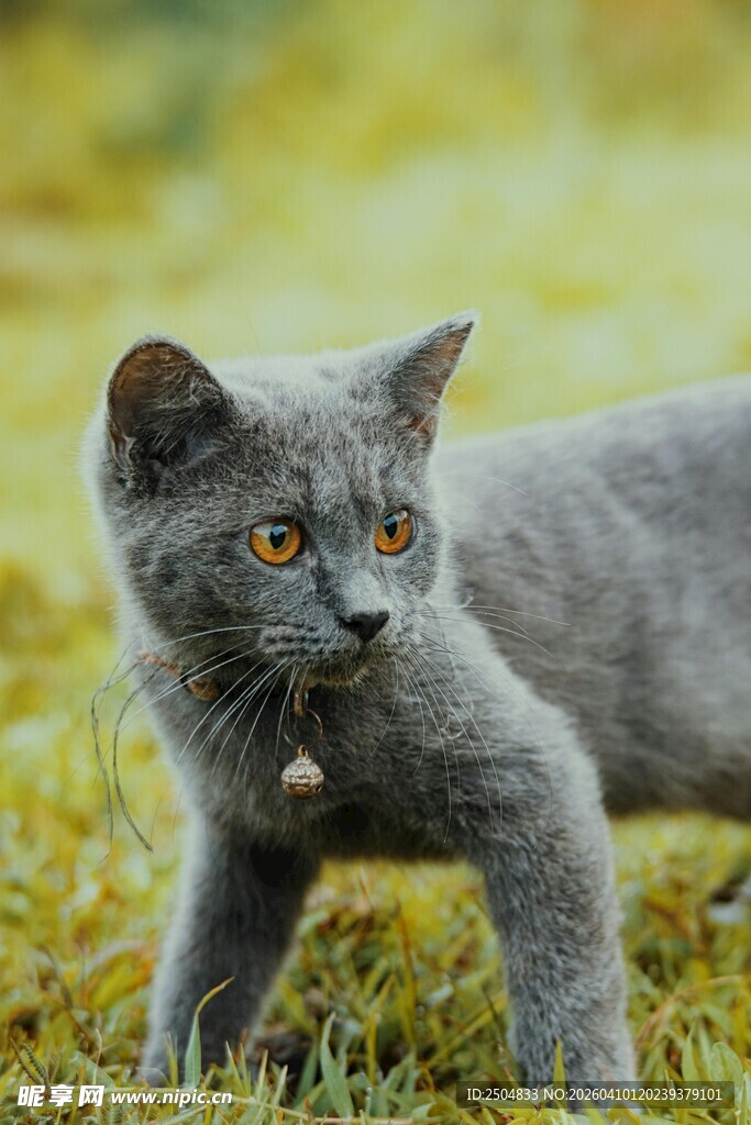 草地上的可爱小灰猫