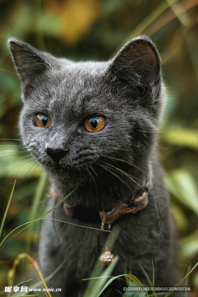 灰猫戴项圈于草丛中