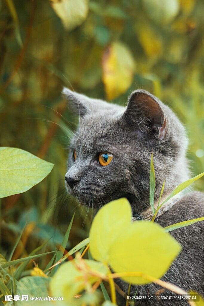 草丛中的灰猫