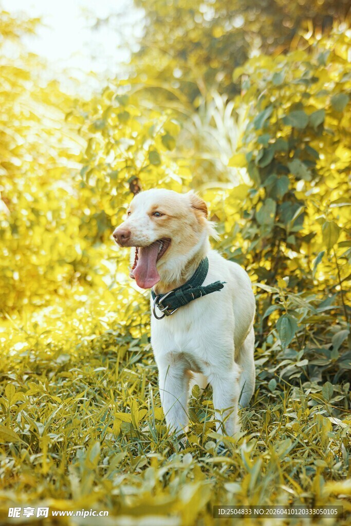 阳光下快乐奔跑的白狗狗