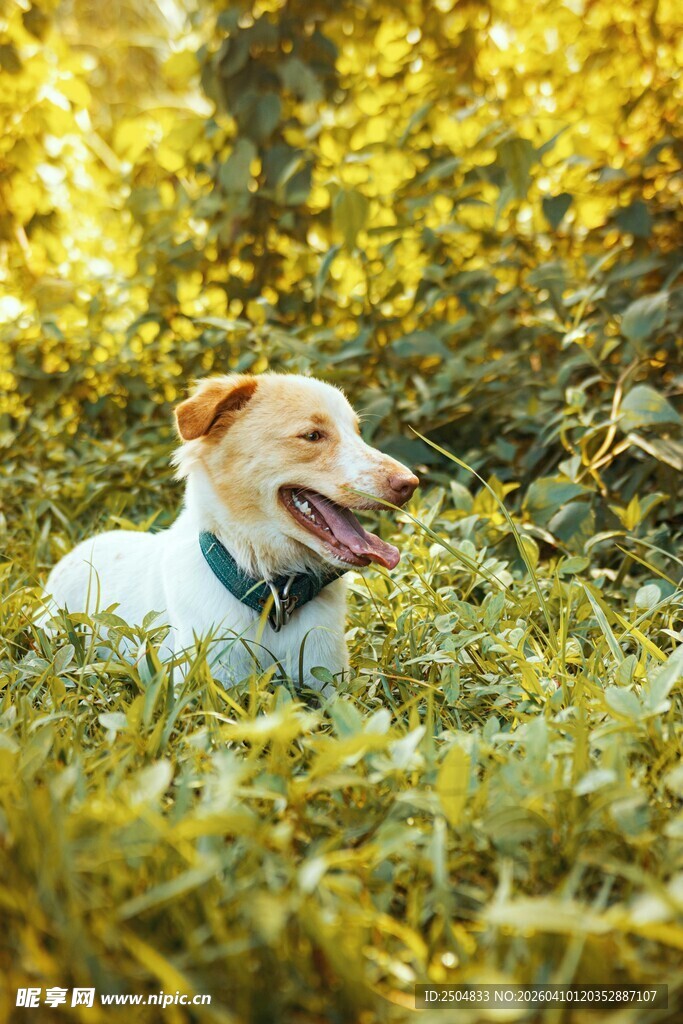 阳光下的快乐小狗
