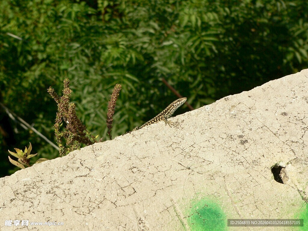 墙边绿植旁的小蜥蜴