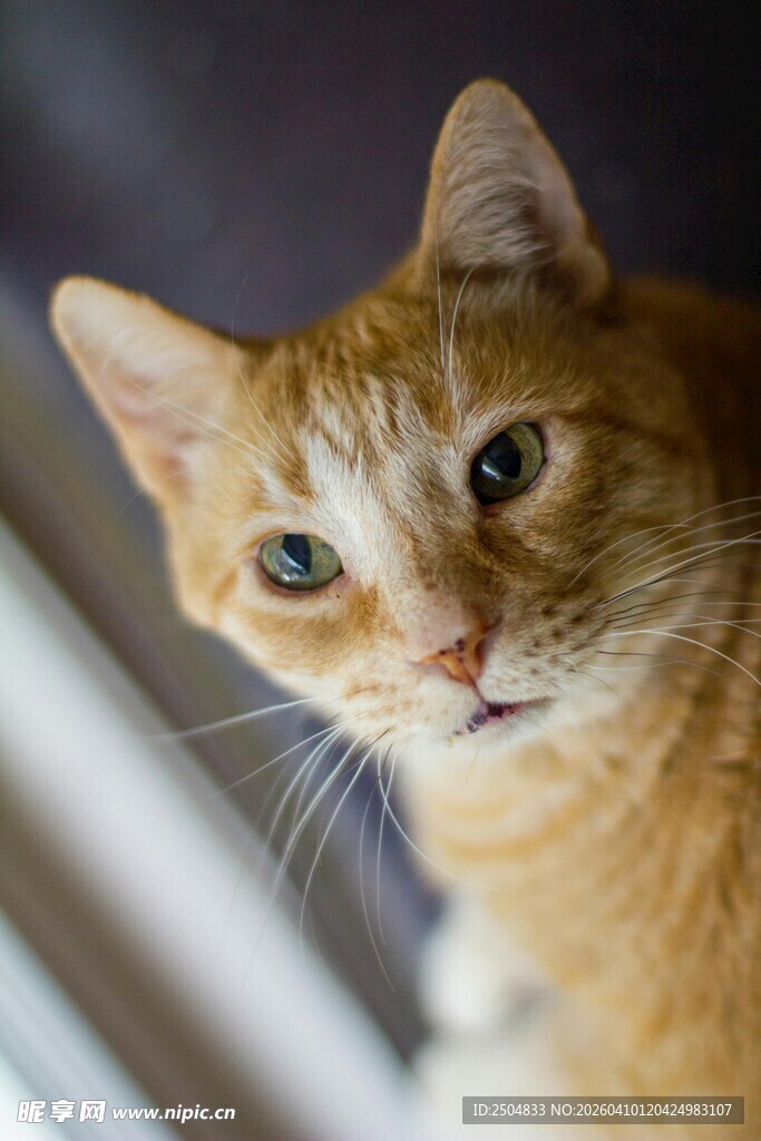 可爱橘猫抬头望