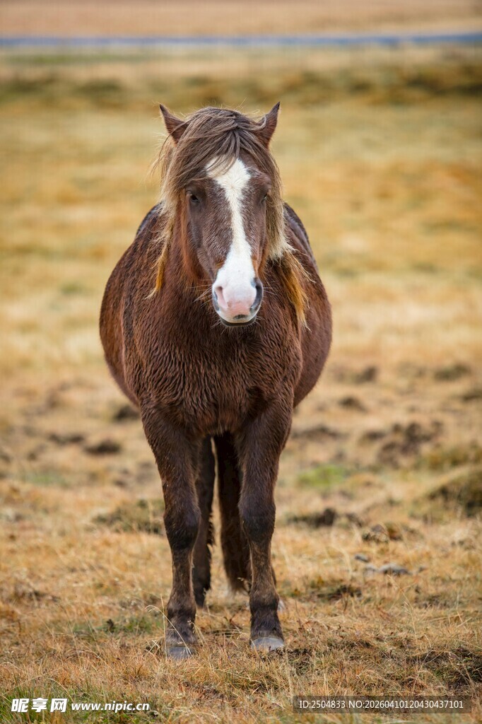 草原上的棕色骏马