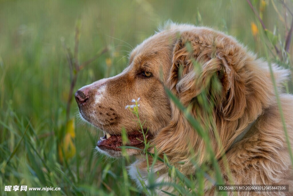 金毛犬在草丛中的侧影