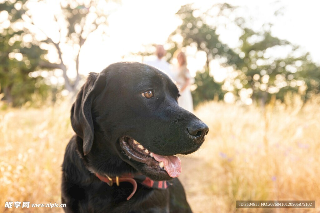 田野中的黑色 布拉多犬