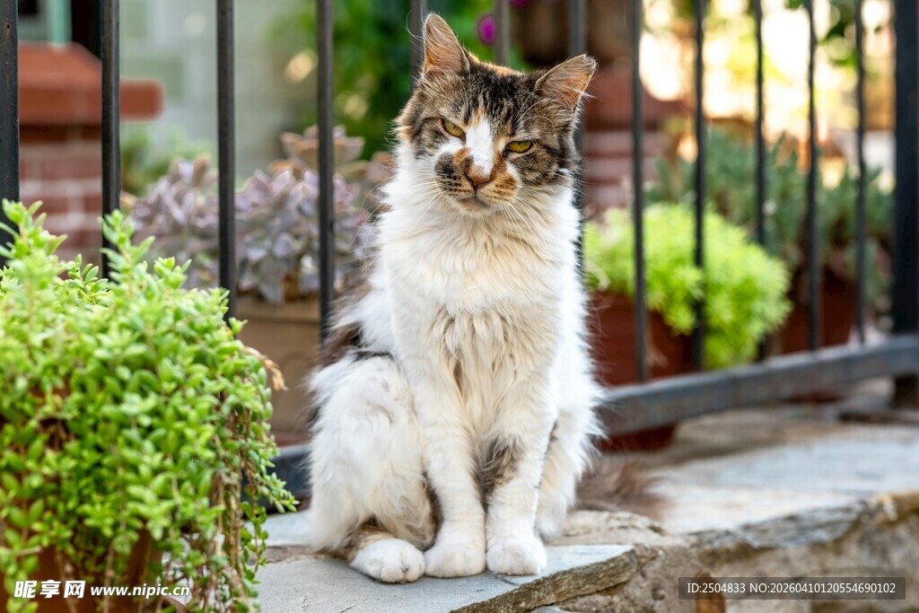 庭院中静坐的可爱猫咪