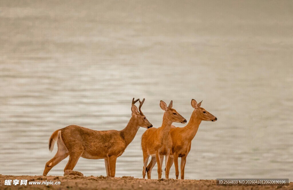 岸边的三只羚羊