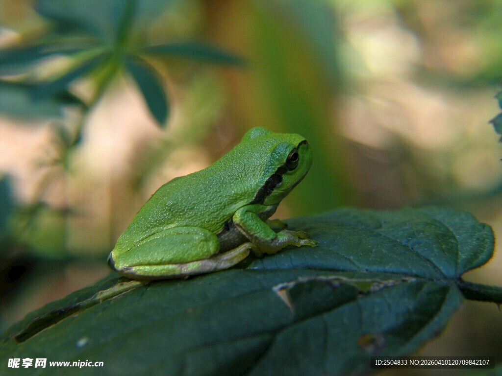 绿叶上的绿色青蛙
