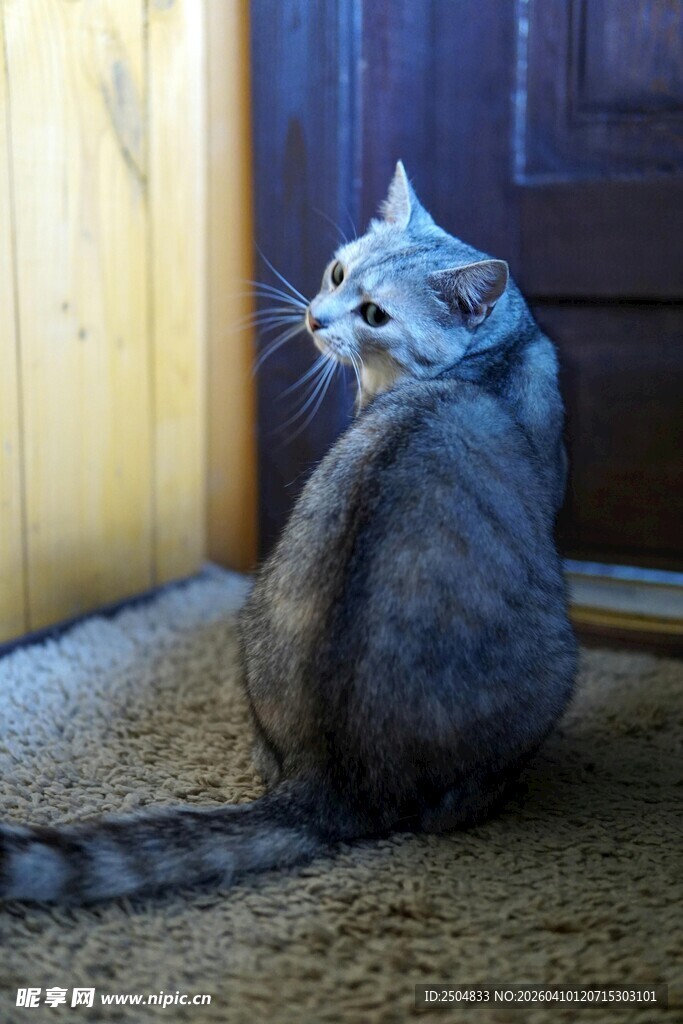 蹲坐回首的可爱猫咪