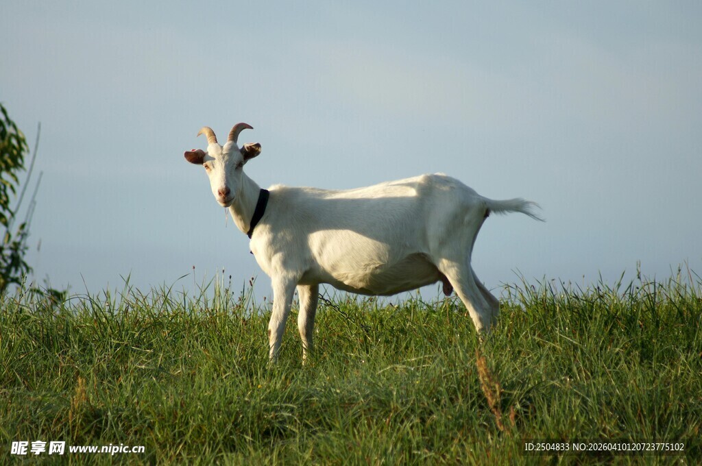 草原上的白色山羊