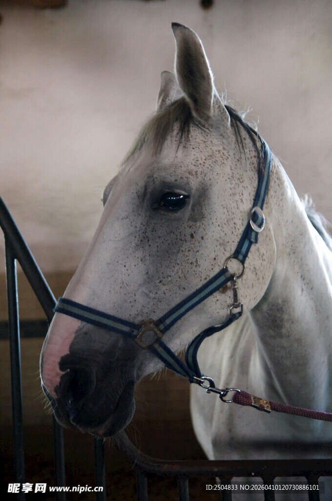 马厩中的白马