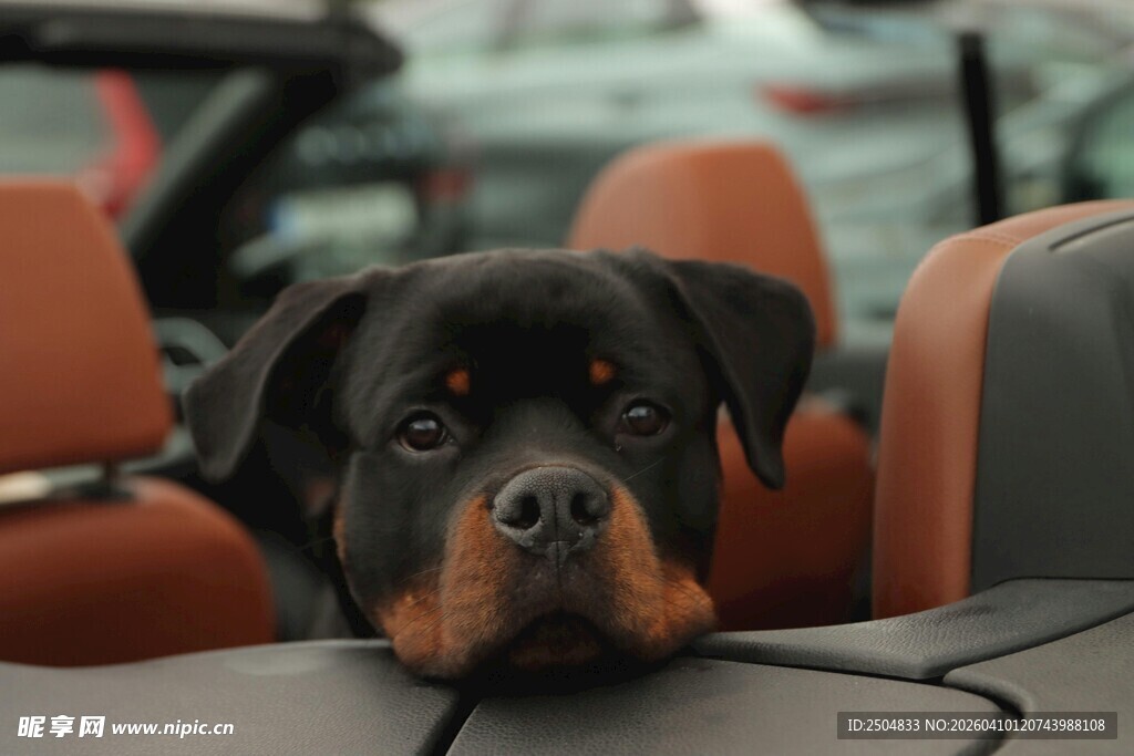 车内萌犬罗威纳探出头