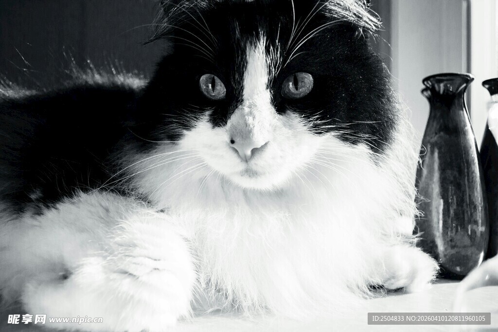 黑白长毛猫的可爱瞬间