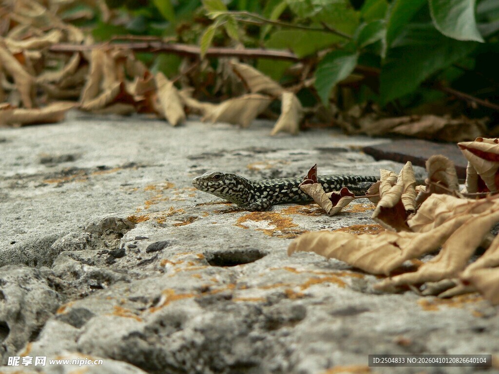 岩石上的蜥蜴与枯叶