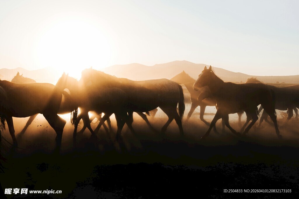 夕阳下奔跑的马群