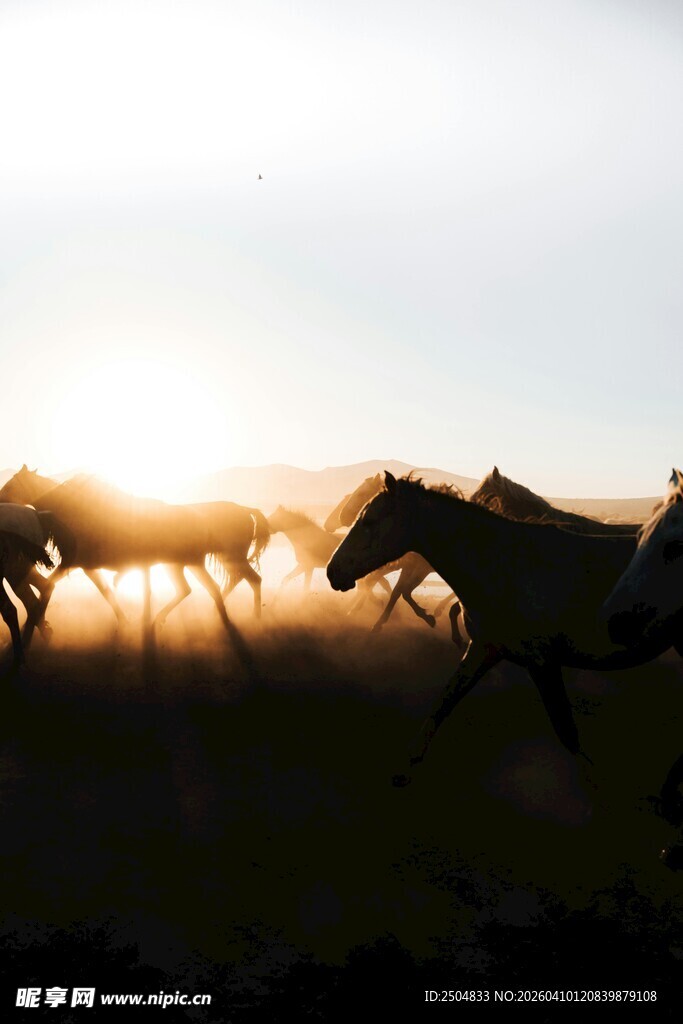 夕阳下群马奔腾的壮美画面