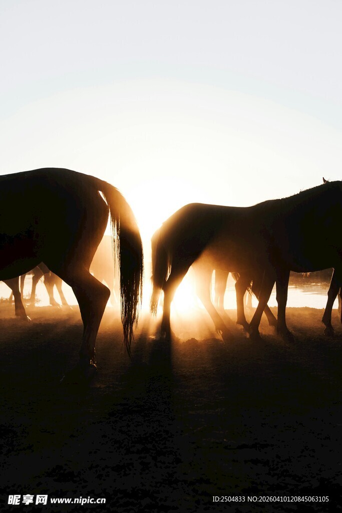 夕阳下的马群剪影