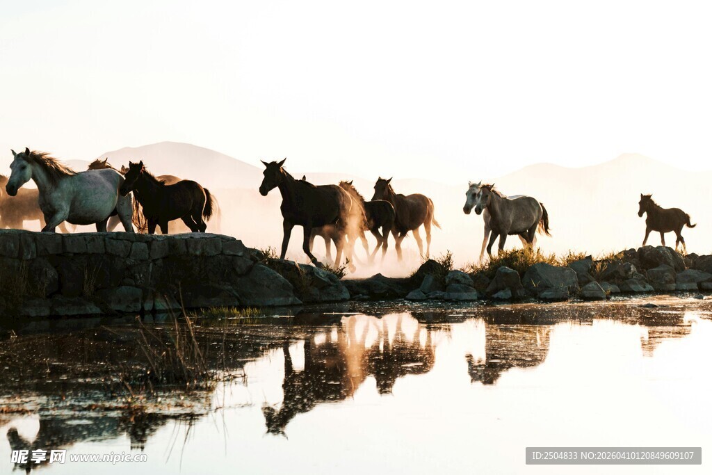 夕阳下马群临水而立