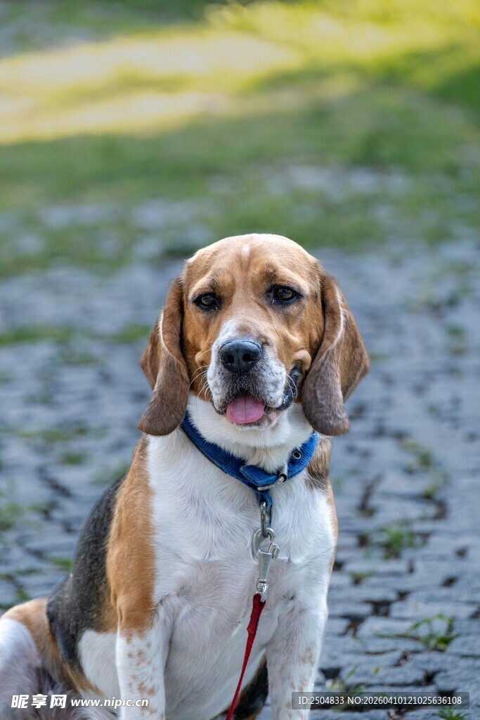 可爱比格犬坐在石子路上