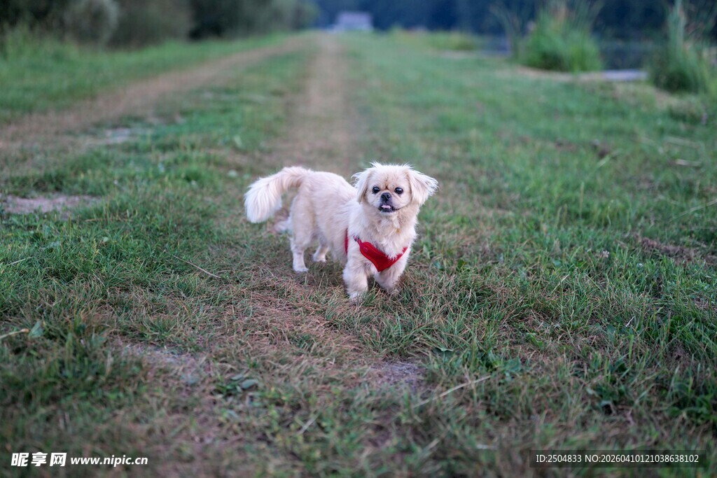 草地上的可爱小白狗