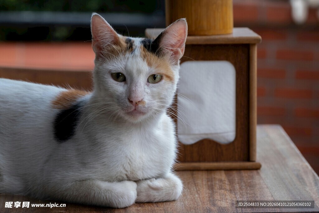 三色花猫趴于木桌之上