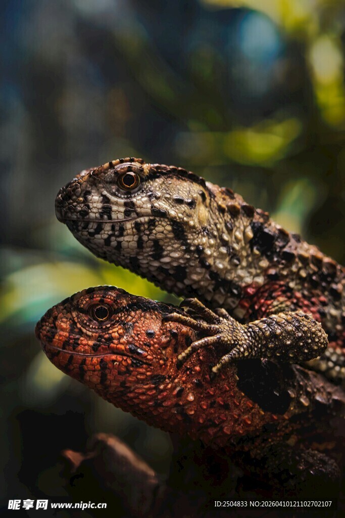 特写 独特花纹的变色龙