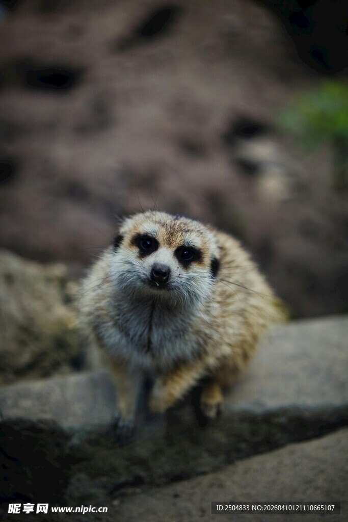 可爱狐獴蹲坐岩石上