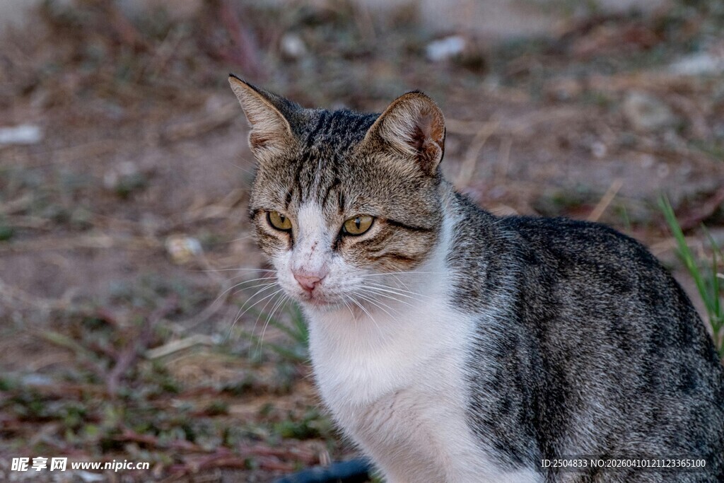 户外可爱花纹猫咪