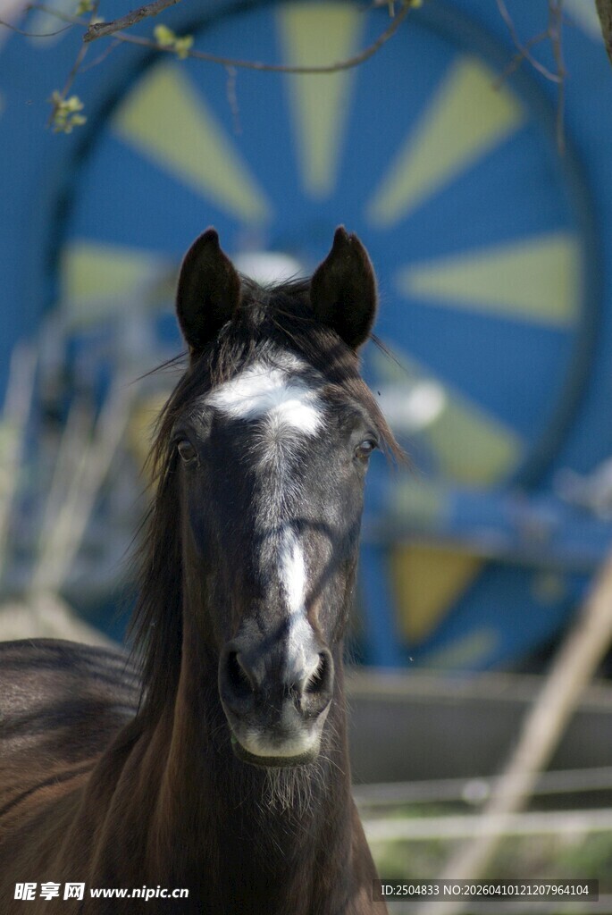 黑骏马特写