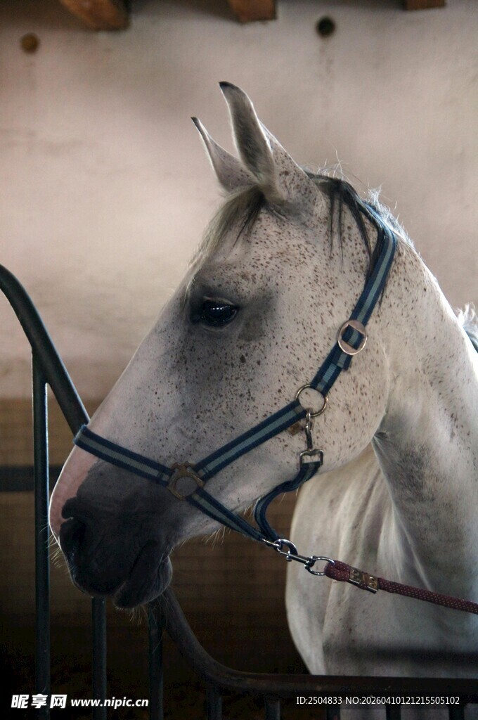 马厩中的白马