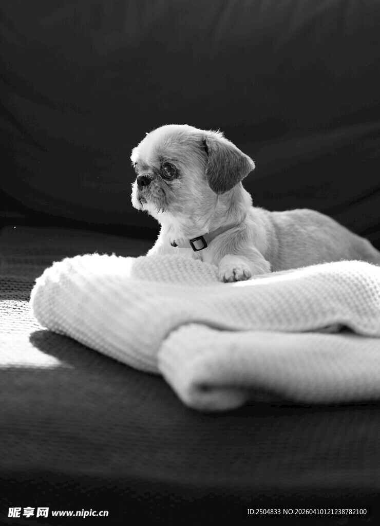 小狗趴卧在柔软垫子上