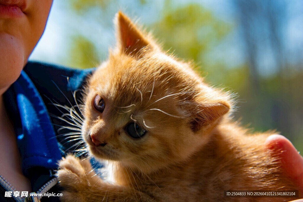 人与小橘猫的温馨瞬间