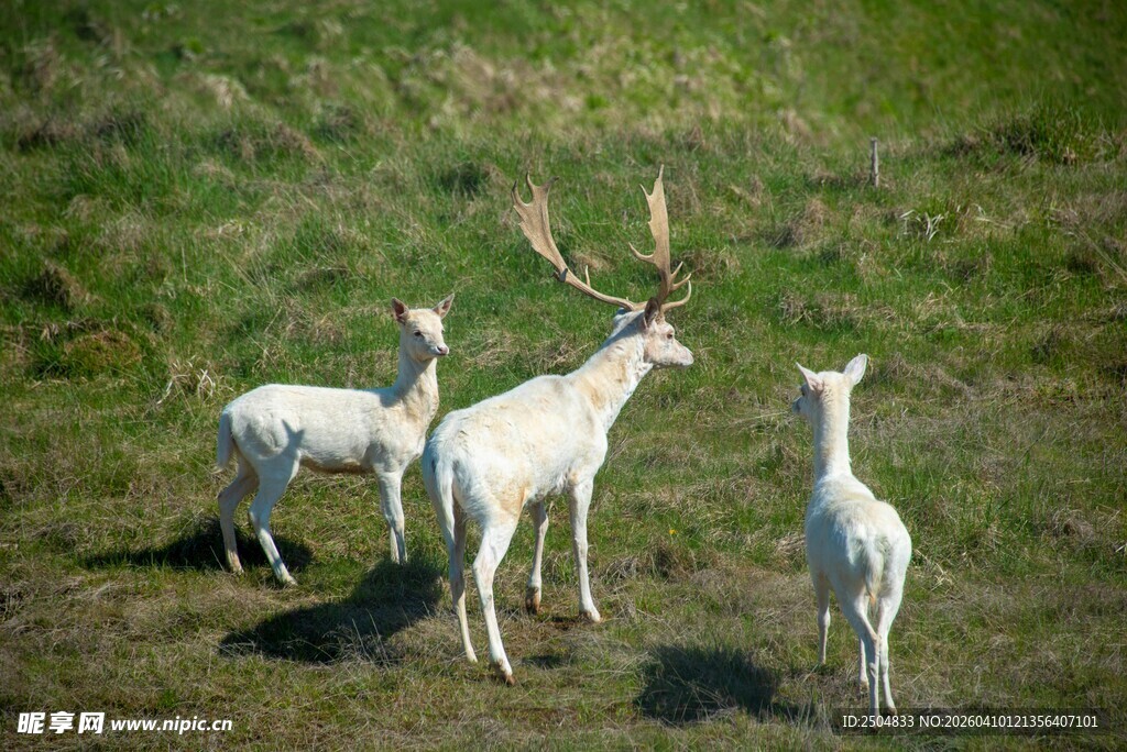 草原上的三只白色驯鹿