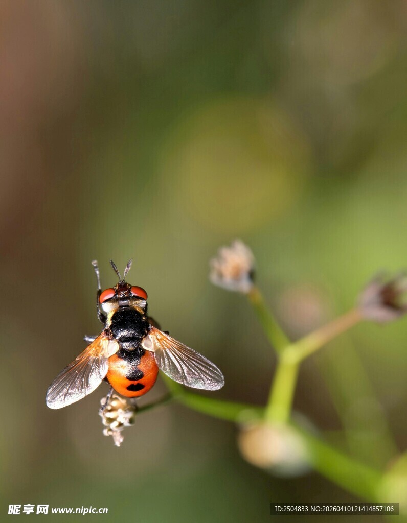 停驻枝头的多彩小蜂