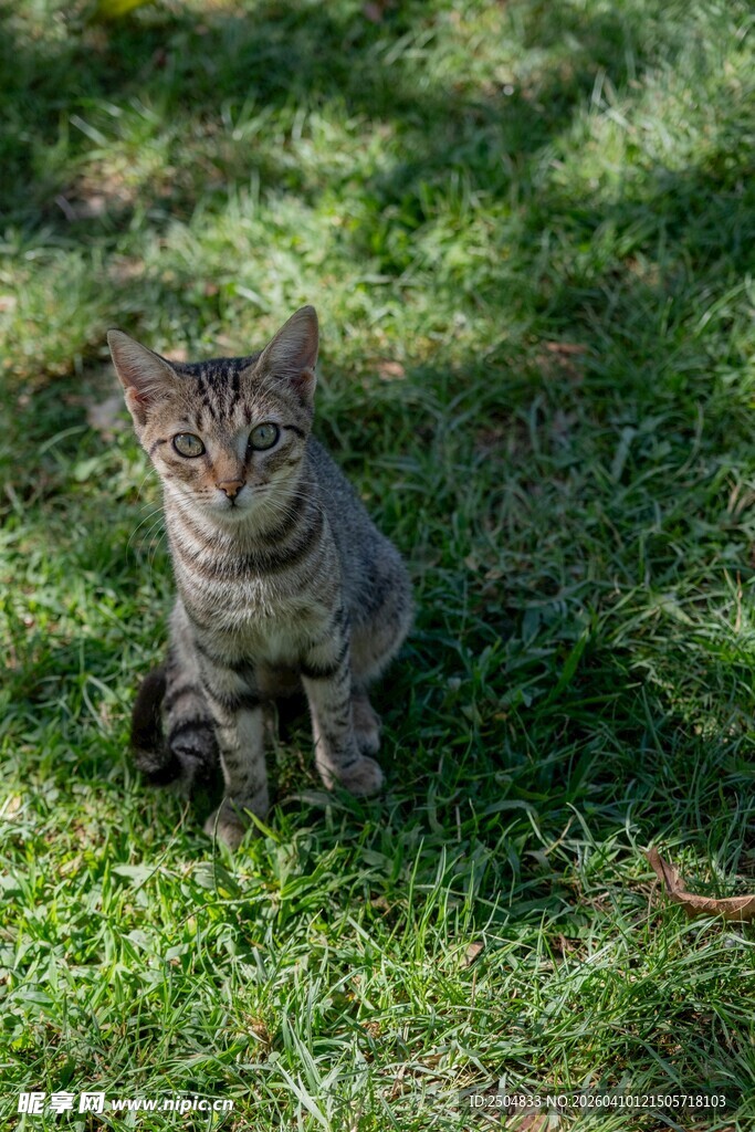 草地上的可爱条纹猫咪