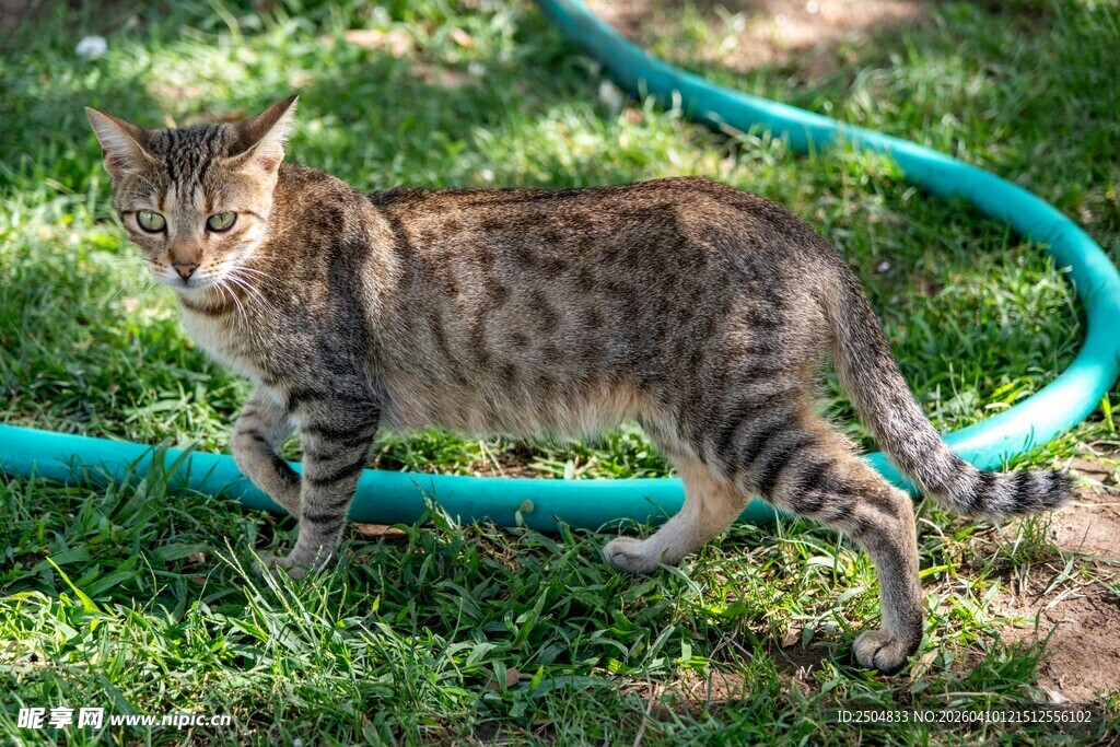 草地上的斑纹猫咪