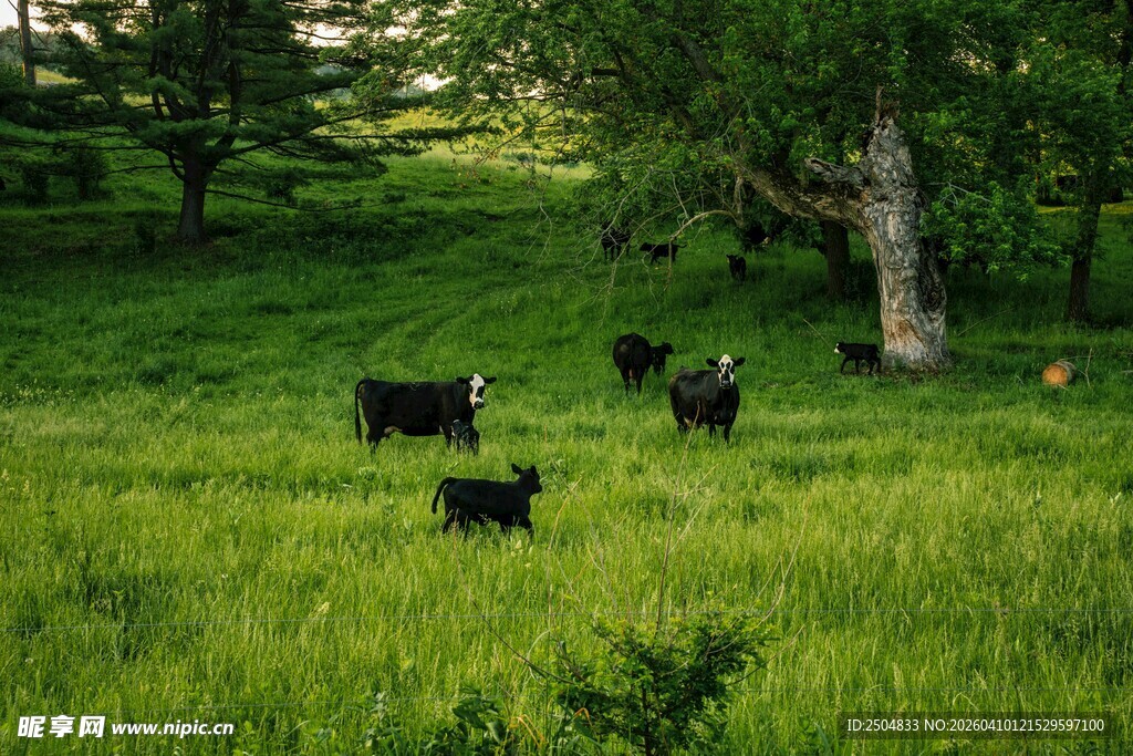 草原上的悠闲牛群