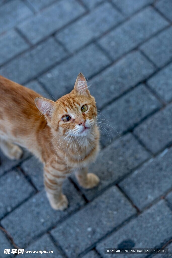 橘猫立于砖石地面