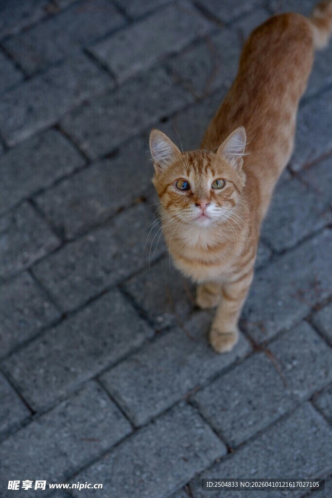 橘猫在砖石路上抬头张望