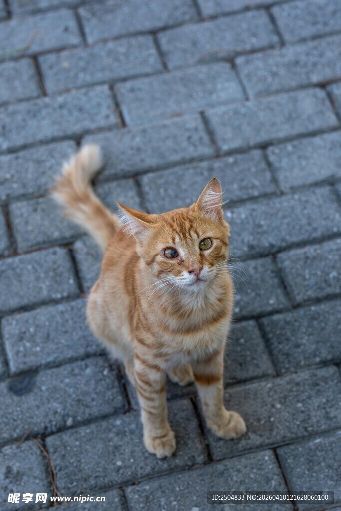 橘猫蹲坐石板路