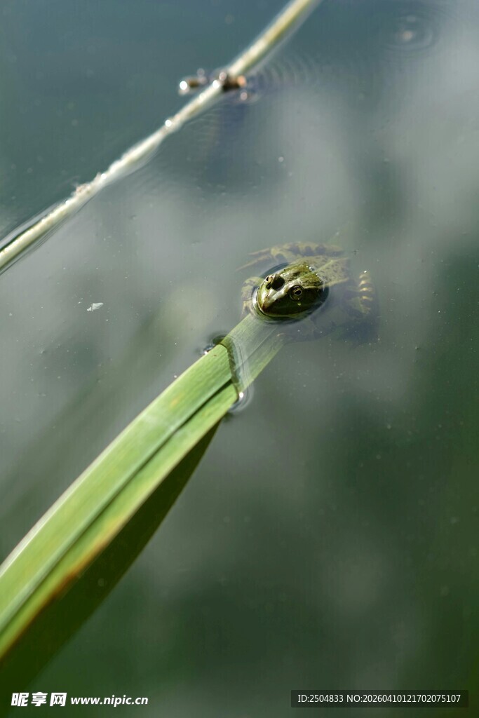 青蛙栖息于翠绿叶片上