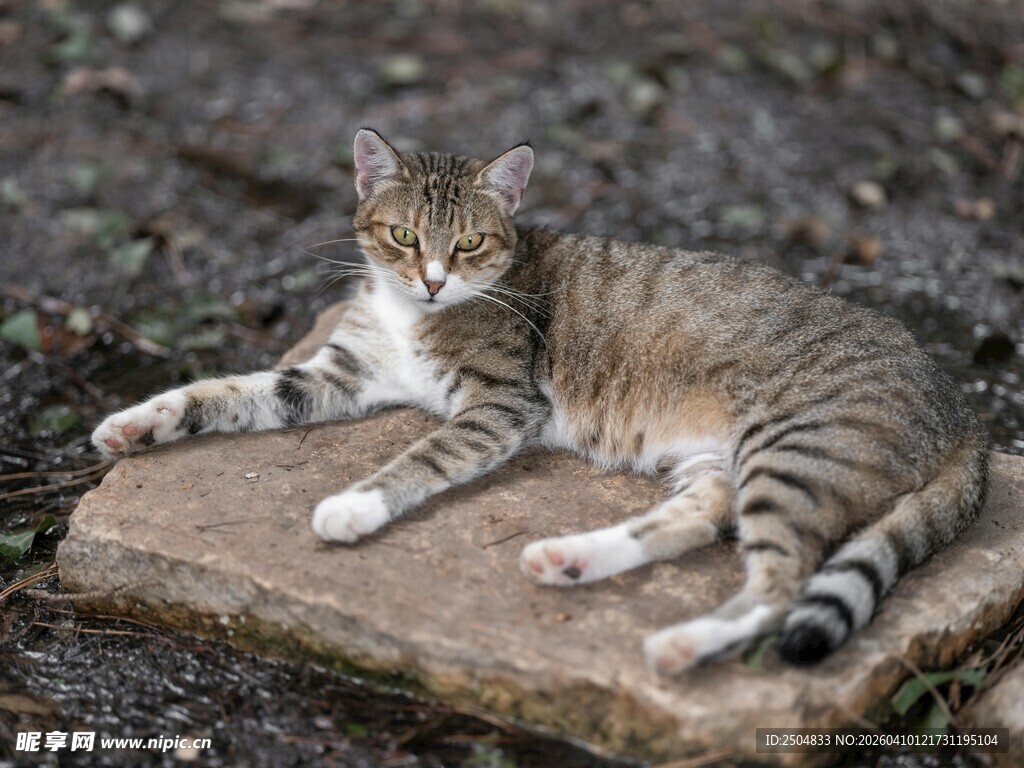 石板上休憩的条纹猫咪