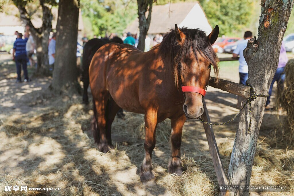 树下站立的棕色骏马