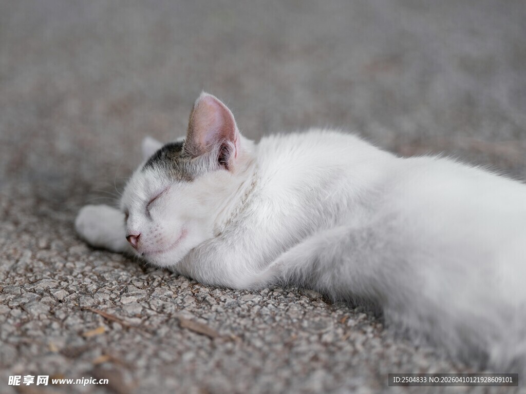 酣睡的小白猫
