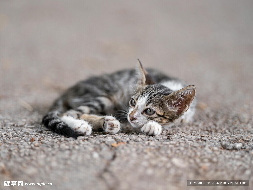 熟睡的小猫咪