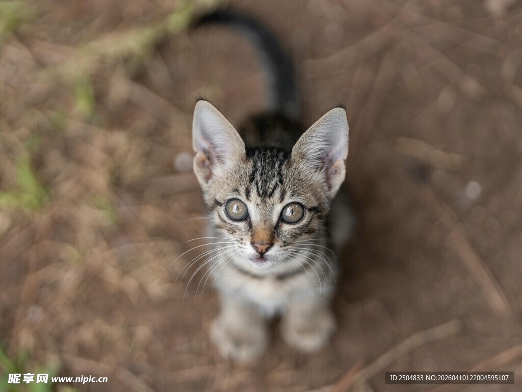 可爱小猫抬头望镜头