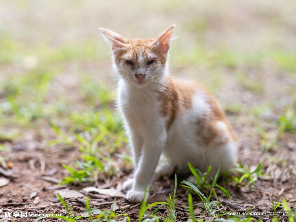 草地上的可爱小猫咪