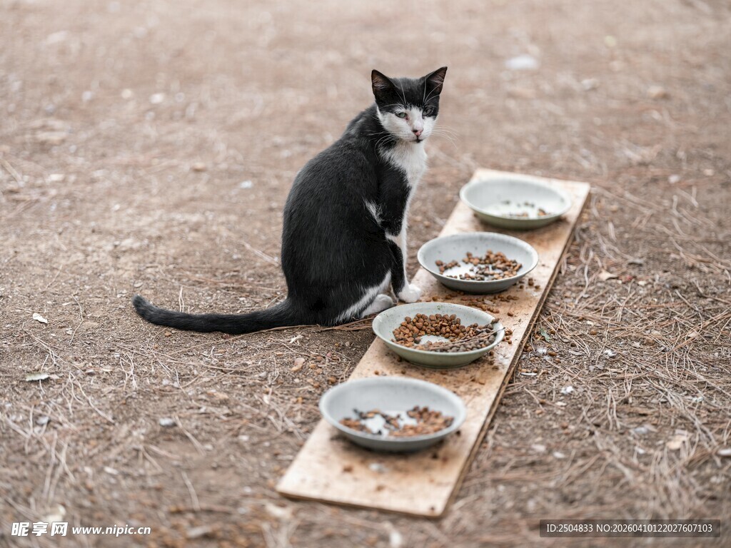 猫咪面前的多样食物盘