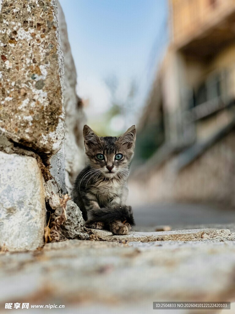 墙角小猫 好奇探出头
